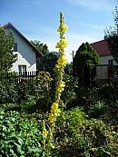 Třibřichy